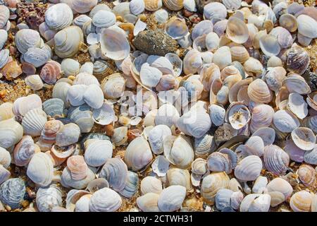 shells on the beach sand, top view Stock Photo