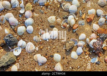 shells on the beach sand, top view Stock Photo
