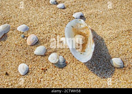 shells on the beach sand, top view, selective focus Stock Photo