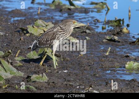 Great Blue Heron in nature Stock Photo