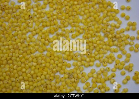 Very healthy and useful free-flowing groats, yellow millet scattered on a white matte background. Porridge from such cereals removes toxins. Stock Photo