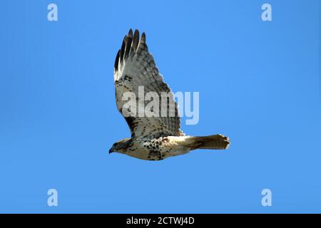 Red Tailed hawk in summer sky Stock Photo