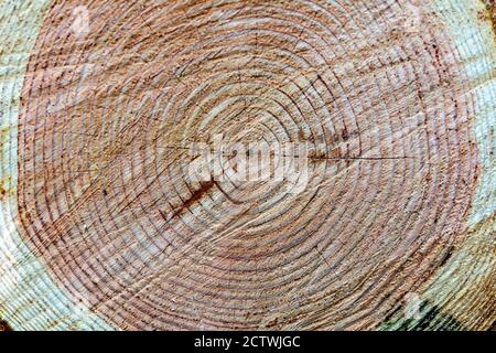 Close-up of piled tree logs in the forest. Stacks of cut wood. Wood logs, timber logging Stock Photo