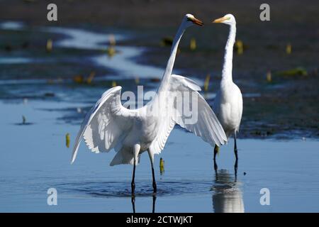 Great Egret in water with reflections Stock Photo