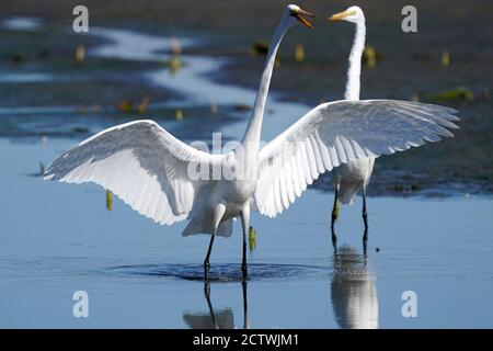 Great Egret in water with reflections Stock Photo