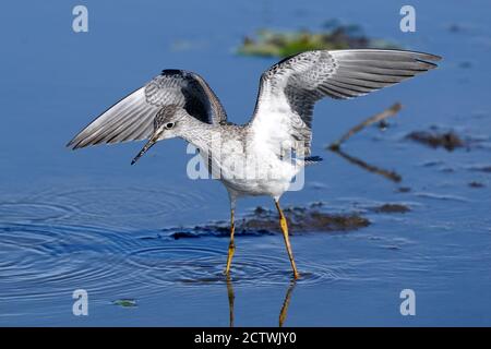 Greater and Lesser Yellow legs feeding and flying Stock Photo