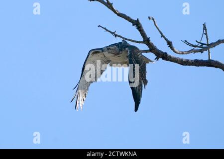 Red Tailed hawk in summer sky Stock Photo