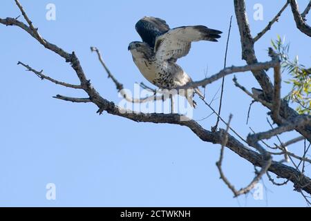 Red Tailed hawk in summer sky Stock Photo