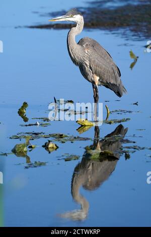 Great Blue Heron in nature Stock Photo