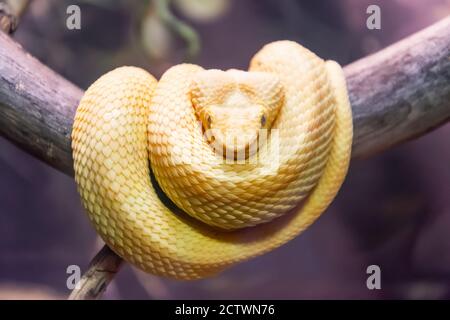 White snake sits folded in rings on a tree branch Stock Photo