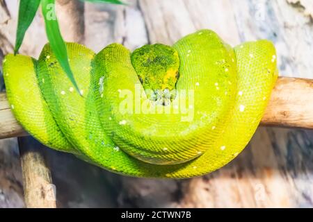 Green tree python coiled on a branch. Morelia viridis. Stock Photo