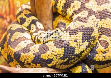Carpet python with yellow-black colors on the sand of the desert zones Stock Photo