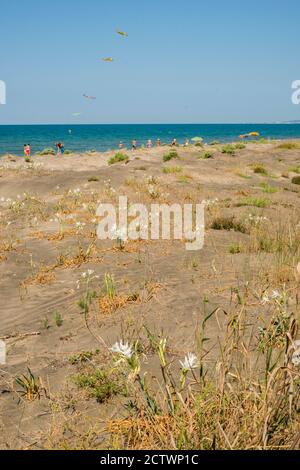 Mediterranean sand beach with dune lily plants in flower full bloom. Stock Photo