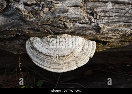 White Tree Bracket Fungi or Shelf Fungi, Trametes suaveolens, a Polypore Mushroom Growing on Rotten Wood Stock Photo