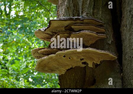 Artists Bracket (Ganoderma applanatum) fungs growing on a dead tree in early autumn at Priors Wood, North Somerset.