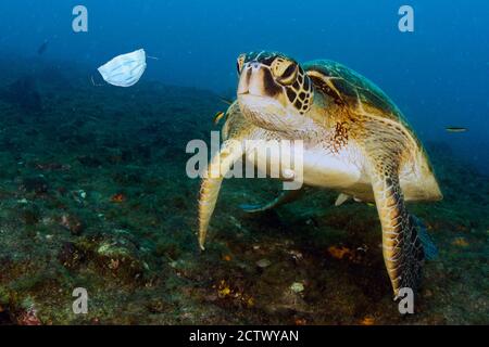 green turtle underwater while eating a covid mask abandoned on blue sea near the beach Stock Photo