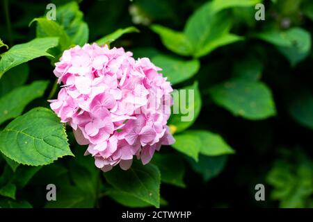 Large deep pink hydrangea blossoms - August summer flower. bush of blooming colorful vibrant pink hydrangeas flowers on its branches and green leaves. Stock Photo