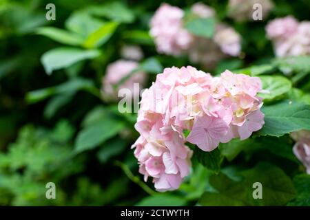 Large deep pink hydrangea blossoms - August summer flower. bush of blooming colorful vibrant pink hydrangeas flowers on its branches and green leaves. Stock Photo