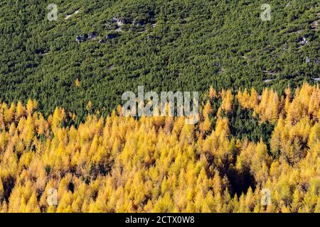 forest with firs and larches in autumnal dress Stock Photo