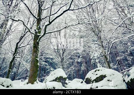 beech forest in winter landscape Stock Photo