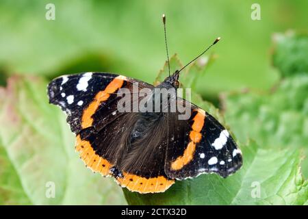 Vanessa atalanta Red admiral butterfly in Garden Insect Vanessa Red admiral Butterfly garden Butterfly Sitting on Leaf of Plant Butterfly wings open Stock Photo