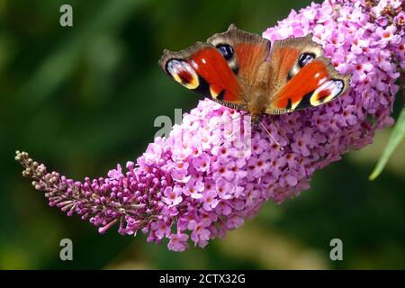 European Peacock butterfly Aglais io / Inachis io on flower sitting and feeding nectar on Buddleia davidii flower pink Buddleia butterfly bush Summer Stock Photo