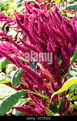 Prince-of-Wales Feather Amaranthus hypochondriacus Pygmy Torch Stock Photo