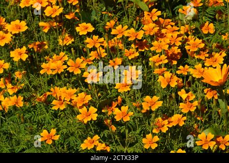 Flowers of yellow marigolds on a flower bed in the garden. Stock Photo