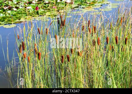 Typha laxmannii Graceful Cattail smaller type of bulrush suitable for garden pond Stock Photo