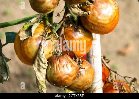 Tomato blight Tomatoes Problems Blight tomatoes Caused by Late blight Disease of Solanum lycopersicum Infected Plant Mildews Phytophthora infestans Stock Photo