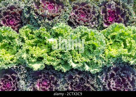 Ornamental cabbage display green purple kale combination in line Kale plant Stock Photo