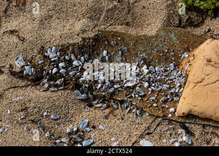 Common goose barnacles (Lepas anatifera) on fibreglass washed up on a beach Stock Photo