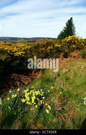 Common gorse (Ulex europaeus) and daffodils flowering next to Wealdway footpath near Kings Standing, Ashdown Forest, East Sussex, England Stock Photo