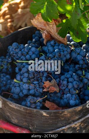 Grape of the Bobal variety freshly cut from the vine in the La Manchuela area in Fuentealbilla, Albacete (Spain) Stock Photo