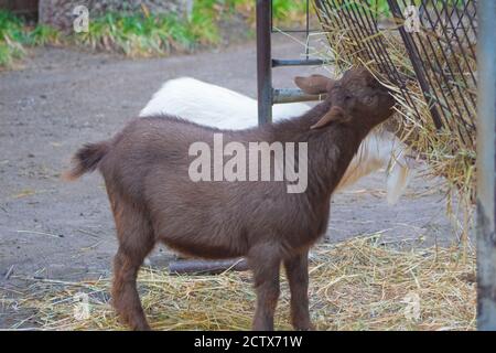 Young brown goat eats hay from a feeder. Stock Photo