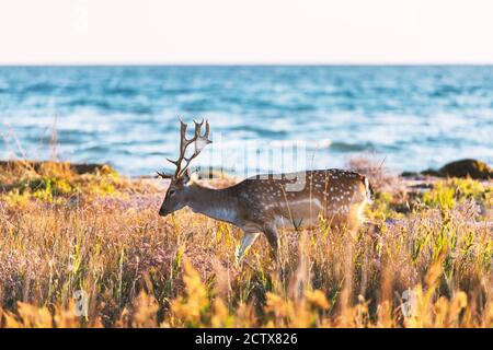 Beautiful sika dappled deer with great horns on a meadow. Blue sea on background Stock Photo