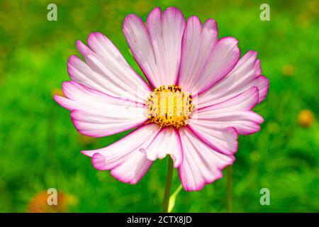 Pink and white cosmos flower in a garden on a sunny day. Stock Photo