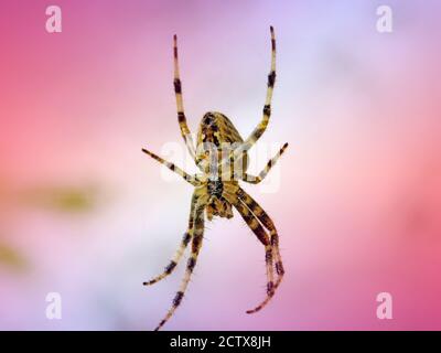Common garden spider hooking its legs onto its web and waiting for a meal muted red background Stock Photo