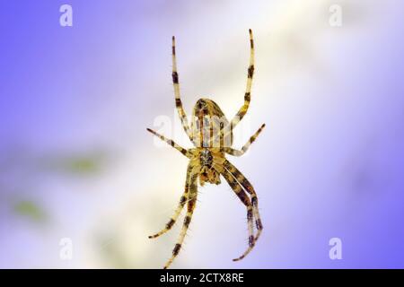 Common garden spider hooking its legs onto its web and waiting for a meal muted purple background Stock Photo