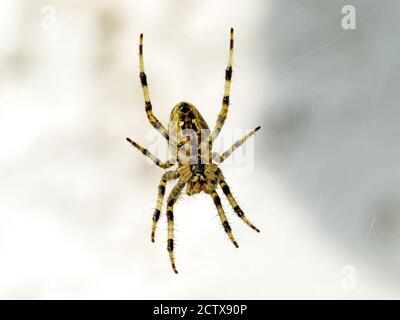 Detail view of the common garden spiky spider hooking its legs onto its web and waiting for a meal muted clear background Stock Photo