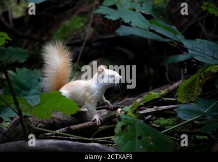 White squirrel (leucistic red squirrel) standing in the forest in the morning light in Canada Stock Photo