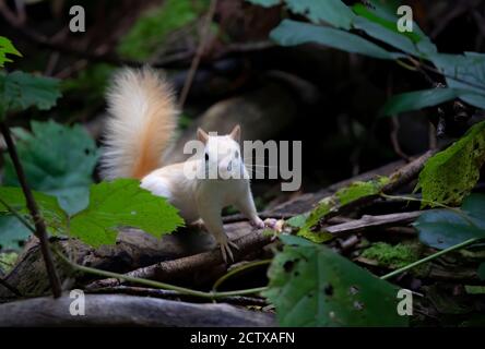 White squirrel (leucistic red squirrel) standing in the forest in the morning light in Canada Stock Photo
