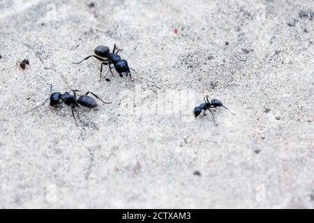 Three large black ants and one small red ant on a concrete surface. Stock Photo