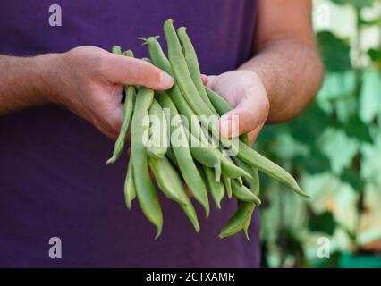 Phaseolus coccineus 'Firestorm'. Man holding freshly picked, home grown 'Firestorm' runner beans in a kitchen garden. UK Stock Photo