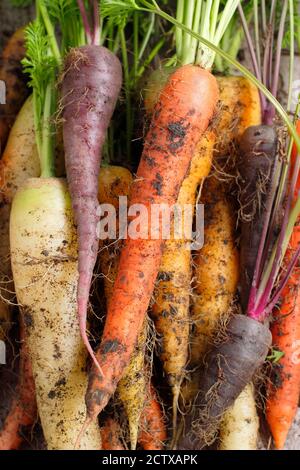 Bunchof freshly harvested colourful rainbow carrots with soil 'Harlequin' carrots F1. Stock Photo