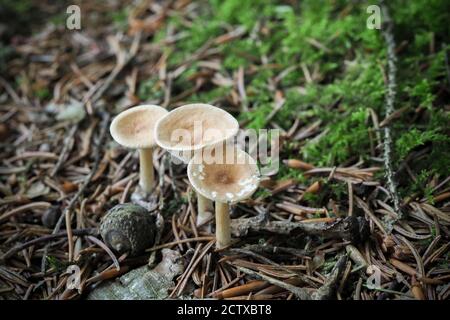 The Infundibulicybe gibba is an edible mushroom , stacked macro photo Stock Photo