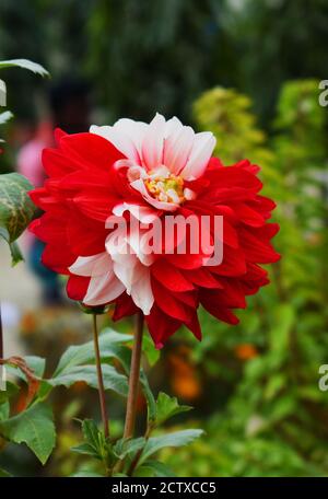 Dahlia red white close up flower: Red and white Color flower Dahlias round in garden with green background in pot. Multi color flower. Stock Photo