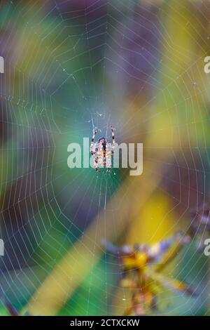Large orb spider in middle of web with autumn colours behind Stock Photo