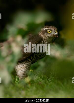 A wild young female Sparrowhawk (Accipiter nisus) with a kill on the ground, Warwickshire