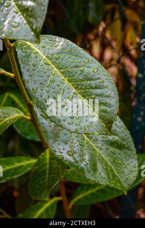 Large shiny green leaf with water droplets on its waxy surface Stock Photo